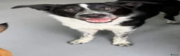 Border Collie dogs for sale: Arya  - Advert 7