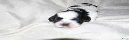 Shih Tzu dogs for sale: ‼️Tiny imperial babies super rare dna🧬 in Liverpool - Advert 3