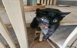 Mixed Breed cats for sale: British Short Haired mix in Enfield - Image 4