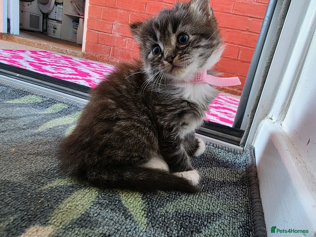 Mixed Breed cats for sale: 3 adorable kittens - Advert 7