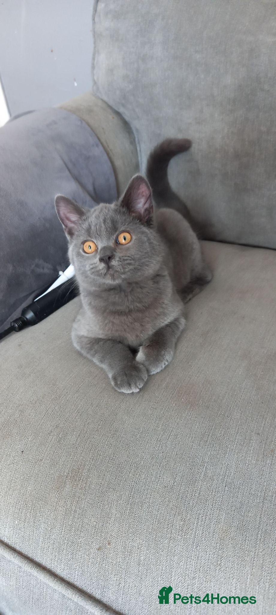 British Shorthair cats British Shorthair - Advert 2