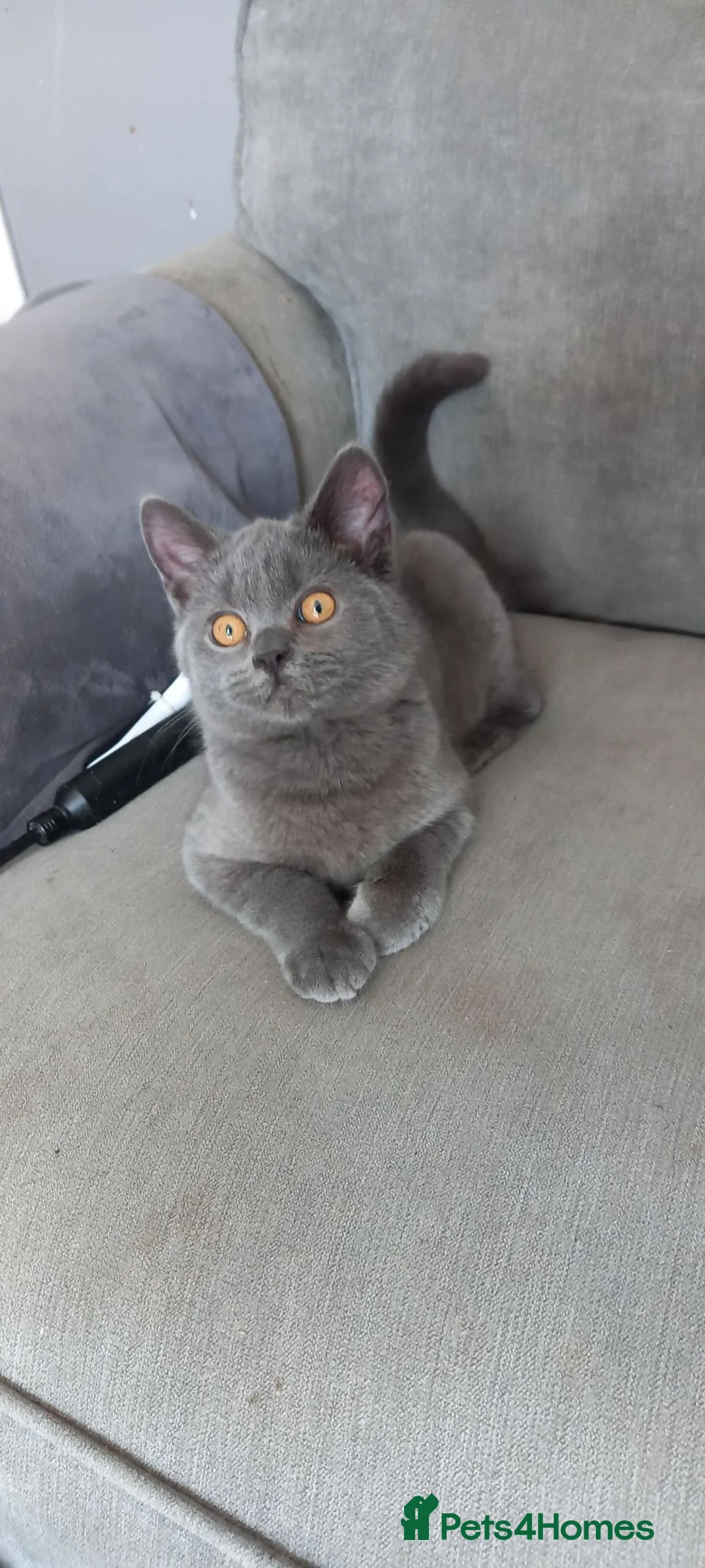 British Shorthair cats for sale: British Shorthair - Advert 1