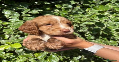 Cocker Spaniel dogs - Advert 9