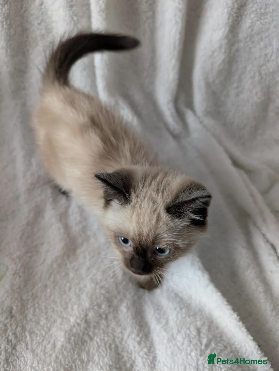 Ragdoll cats for sale: Ragdoll kittens  - Advert 8