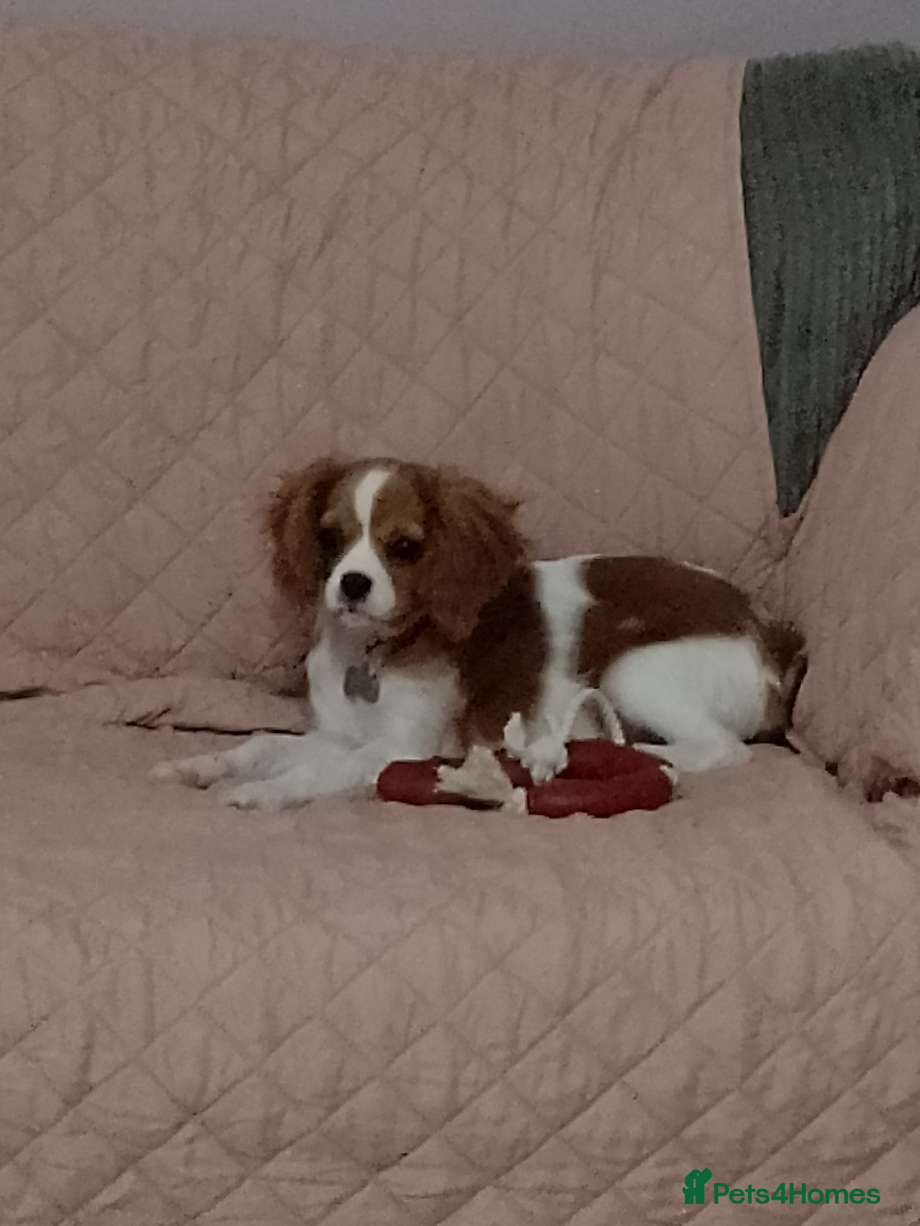 Cavalier King Charles Spaniel dogs Cavalier king Charles spaniel female puppy  - Advert 2