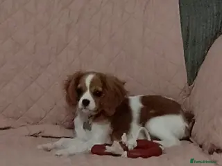 Cavalier King Charles Spaniel dogs Cavalier king Charles spaniel female puppy - Advert 2