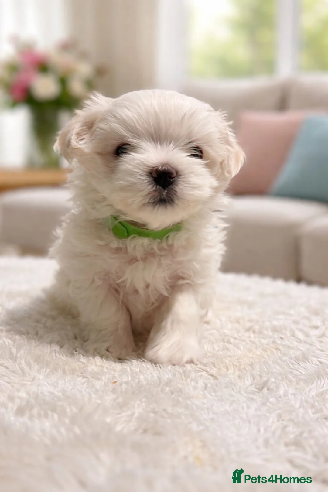 Maltese dogs for sale: Beautiful Maltese Puppies – 1 Boy, 2 Girls. - Advert 2
