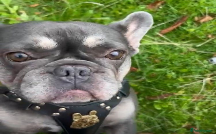 French Bulldog dogs Nellie  - Advert 1