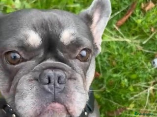French Bulldog dogs for sale: Nellie - Advert 1