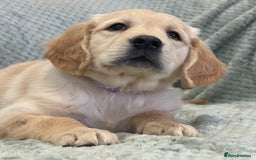 Golden Retriever dogs for sale: Quality Litter Of KC Reg Golden Retriever Puppies  - Image 31