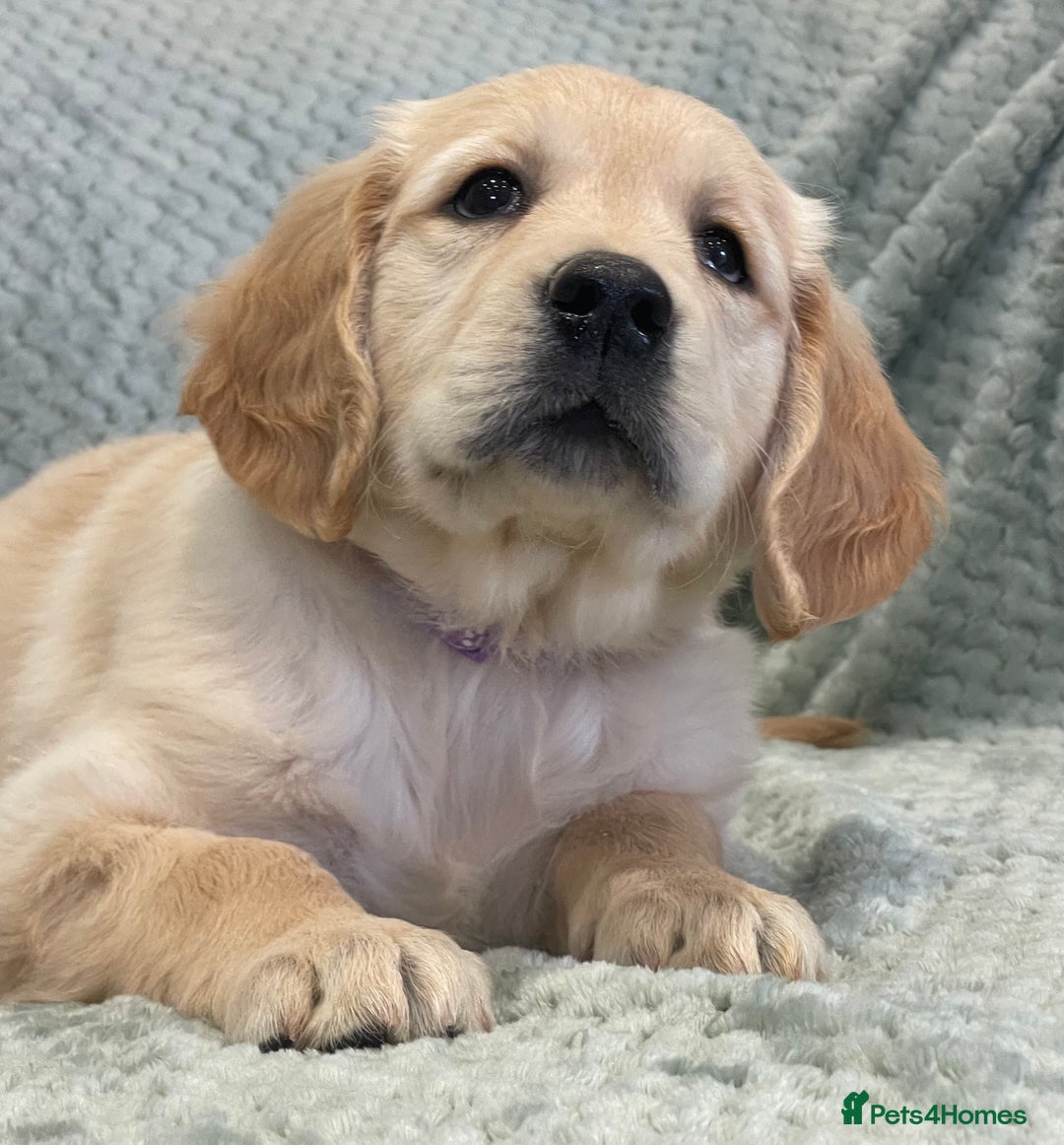 Golden Retriever dogs for sale: Quality Litter Of KC Reg Golden Retriever Puppies  - Image 31