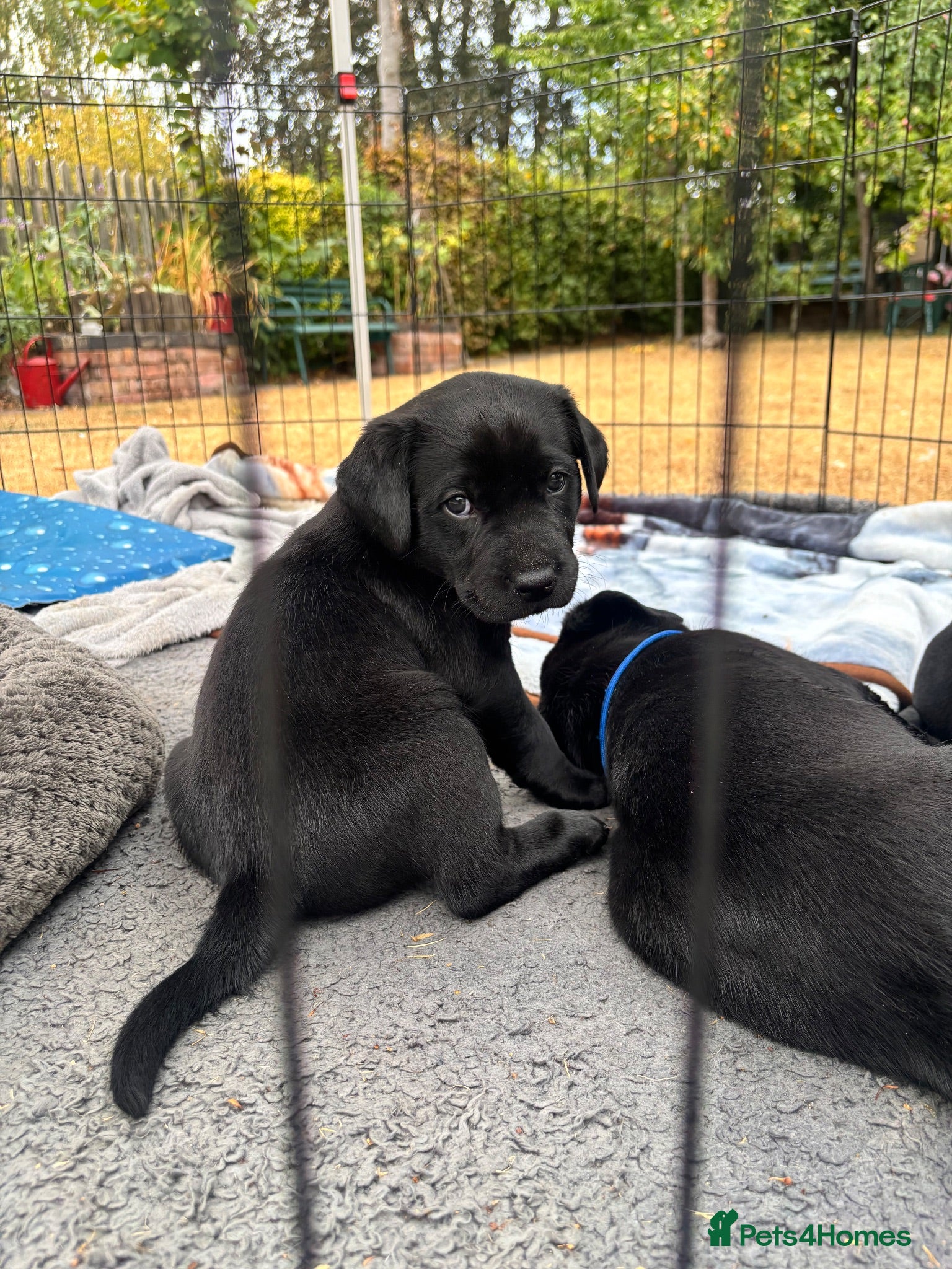 Labrador Retriever dogs Black KC Lab puppies - Advert 2