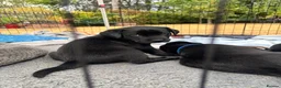 Labrador Retriever dogs for sale: Black Labrador pups, KC, dna tests, great scores - Advert 31