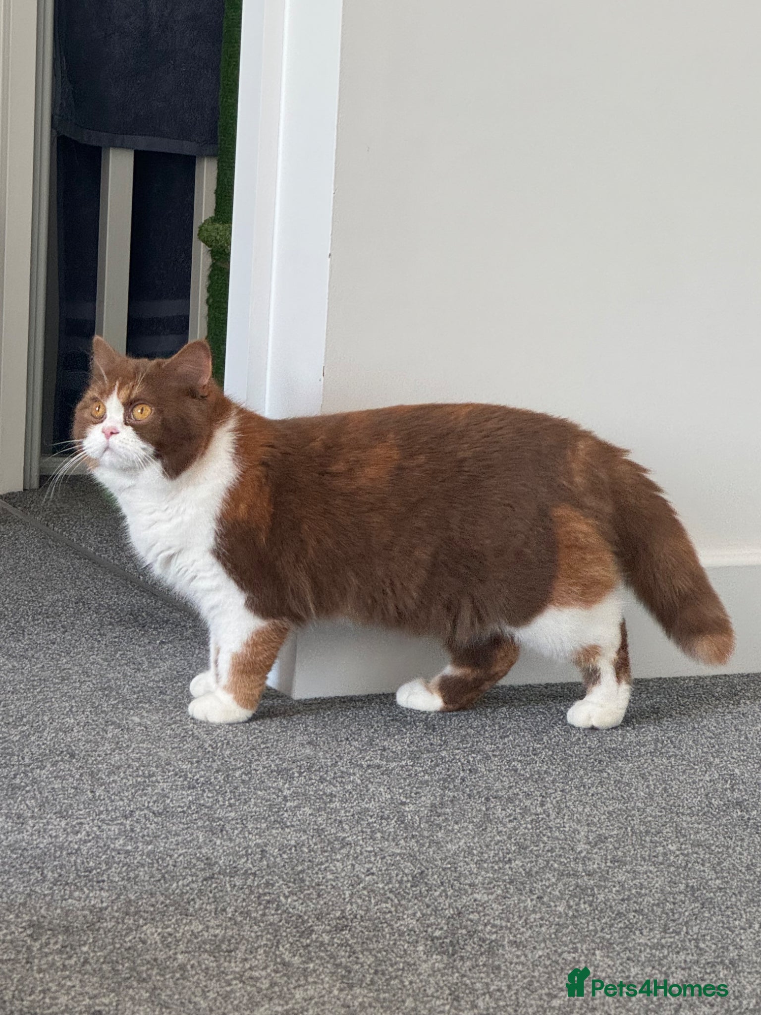 British Shorthair cats Beautiful cinnamon tortie white ticked TICA reg - Advert 1