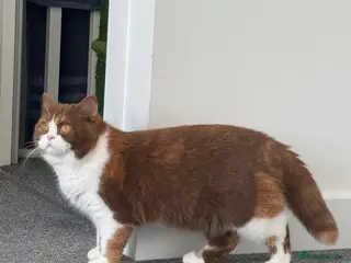 British Shorthair cats Beautiful cinnamon tortie white ticked TICA reg - Advert 4