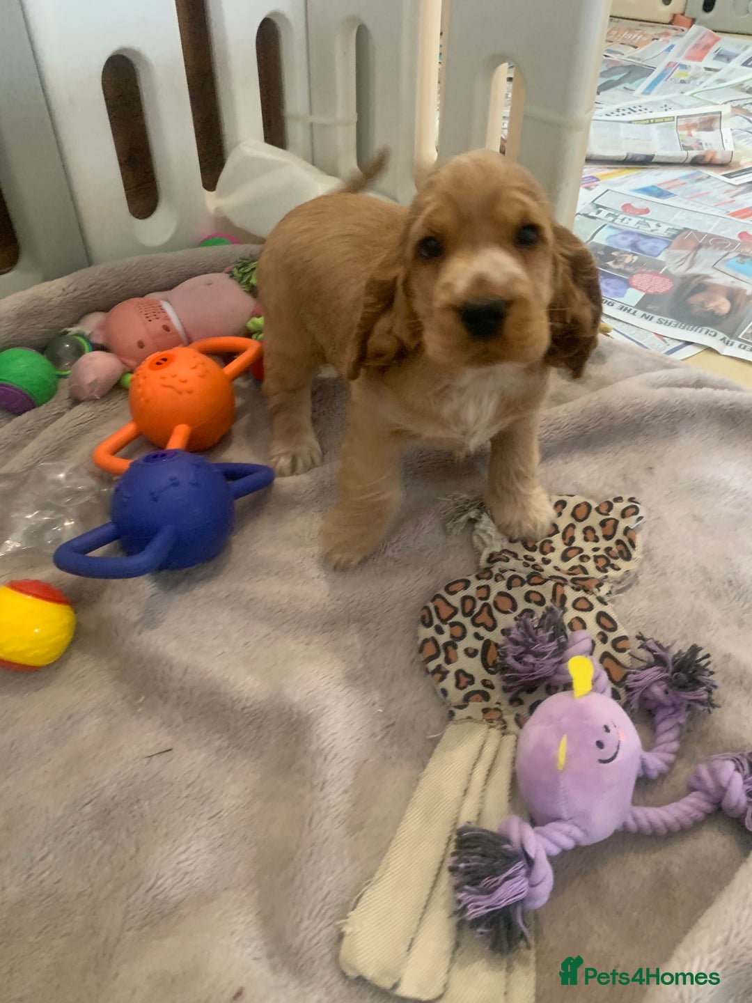 Cocker Spaniel dogs for sale: KC Registered Quality Show Type Cocker Puppies   - Advert 9