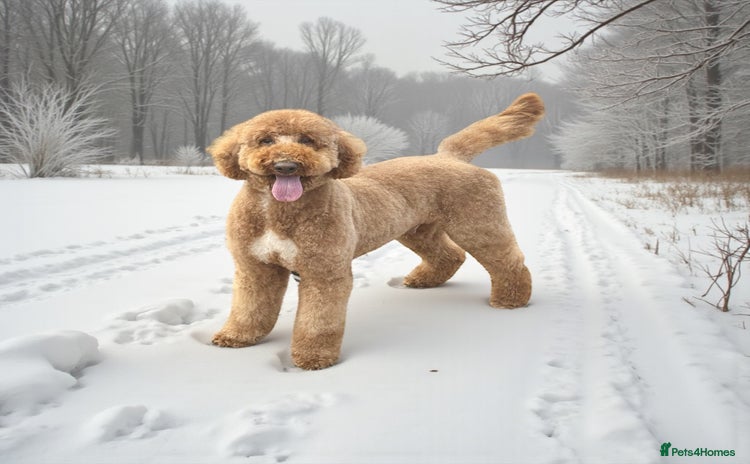 Standard Poodle dogs in Market Drayton - Advert 1