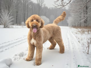 Standard Poodle dogs in Market Drayton - Advert 14