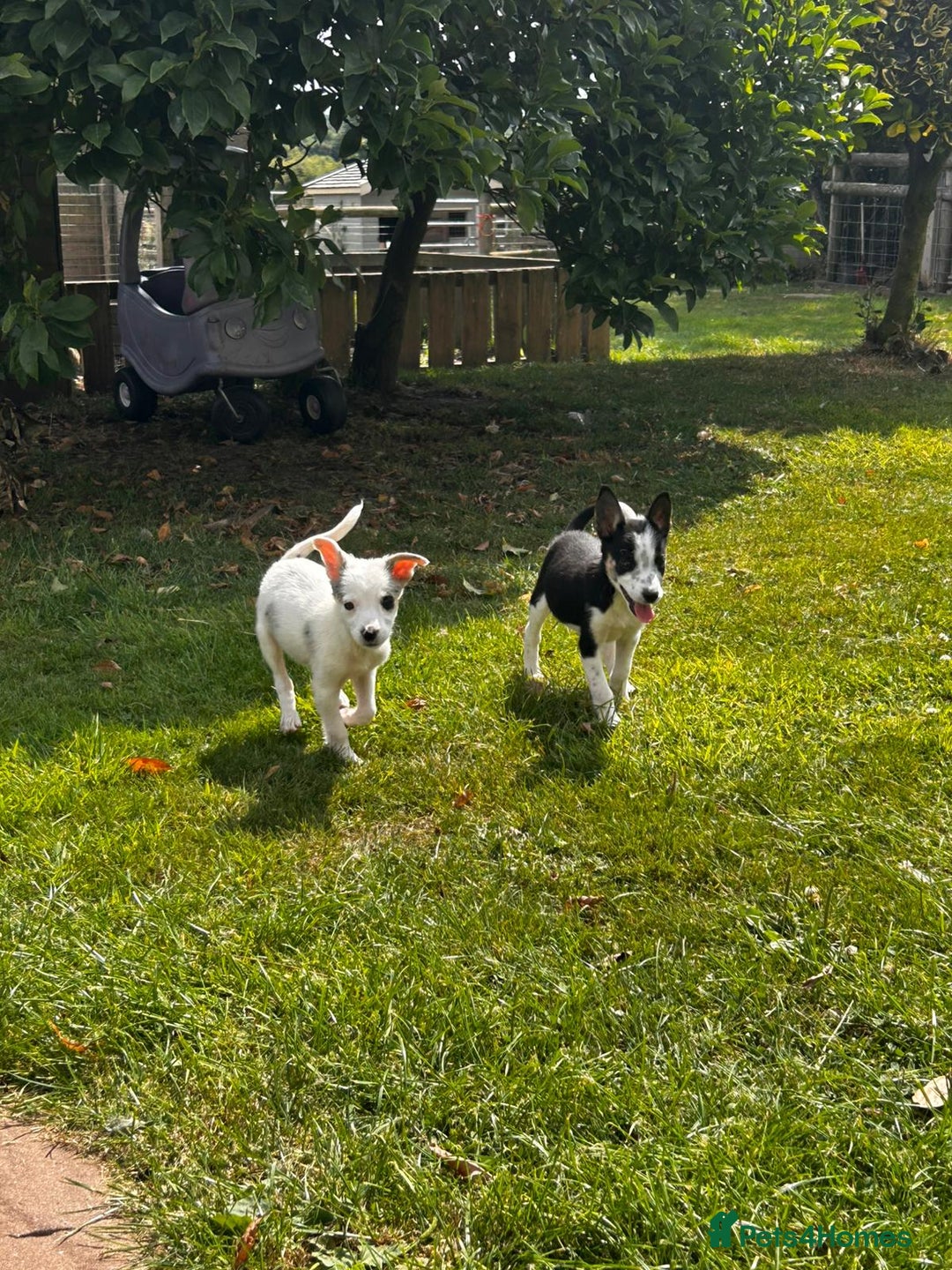 Border Collie dogs for sale: Tri coloured border collie pups - Image 11