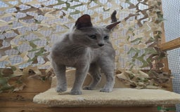 Russian Blue cats for stud: STUD ONLY Russian Blue Champion GCCF & TICA - Image 8