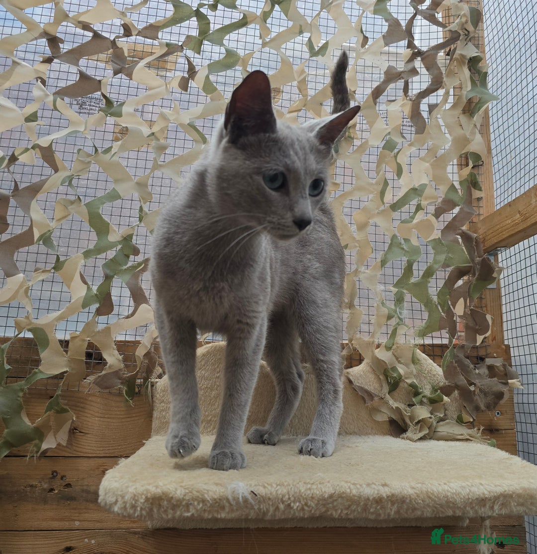 Russian Blue cats for stud: STUD ONLY Russian Blue Champion GCCF & TICA - Image 8