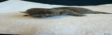 Pip 