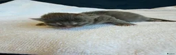 Ragcoon cats for sale: Ragdoll × Maine Coon Kittens rare colours - Advert 17