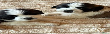 Saint Bernard Puppy 3
