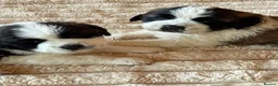 Saint Bernard dogs for sale: 4 beautiful kc reg st bernerd puppies. in Wisbech - Advert 9