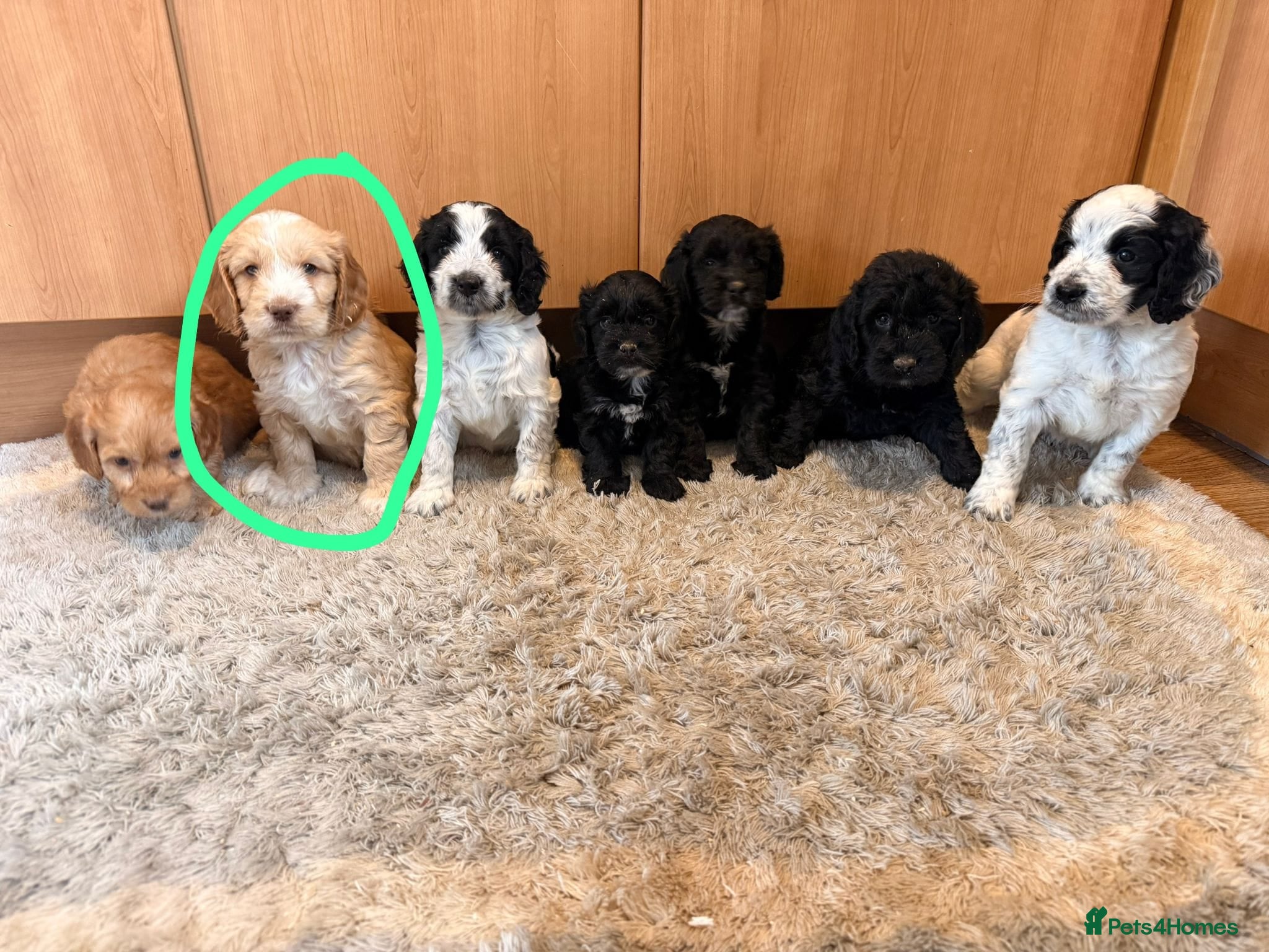 Cockapoo dogs 🏡Ready to leave cockerpoos 🐶🏡 - Advert 2