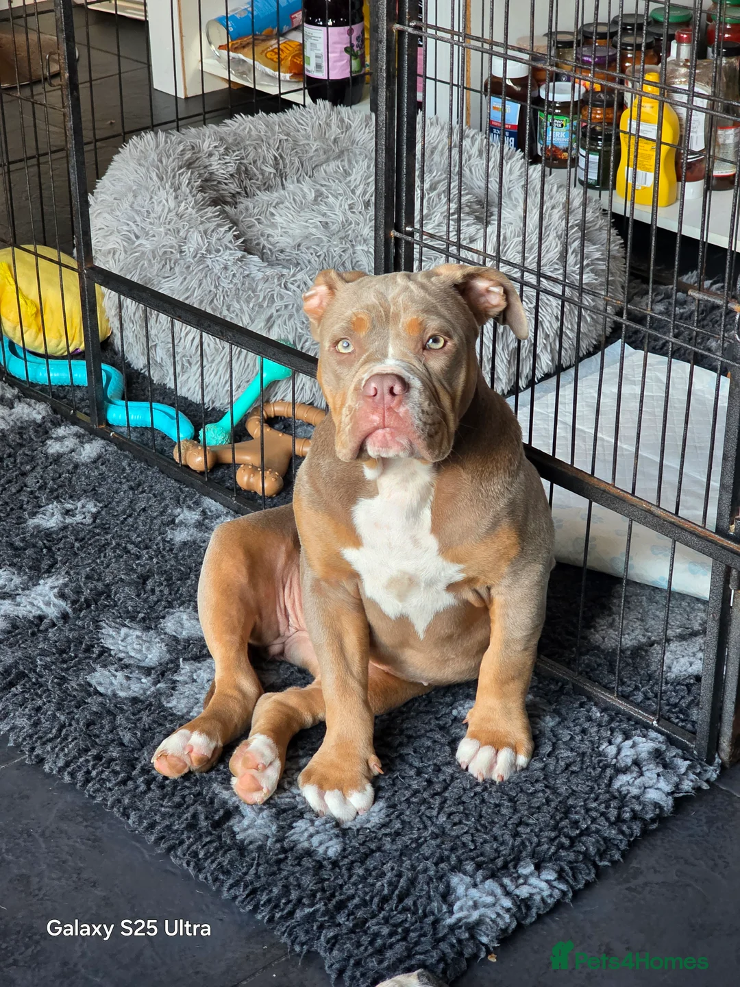 Olde English Bulldogge dogs for sale: 🐾 Nala – 08-Month-Old Old English Bulldogge  - Advert 3