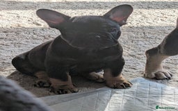 French Bulldog dogs for sale: Stunning Red fawn black & tan KC reg frenchie pups - Image 4