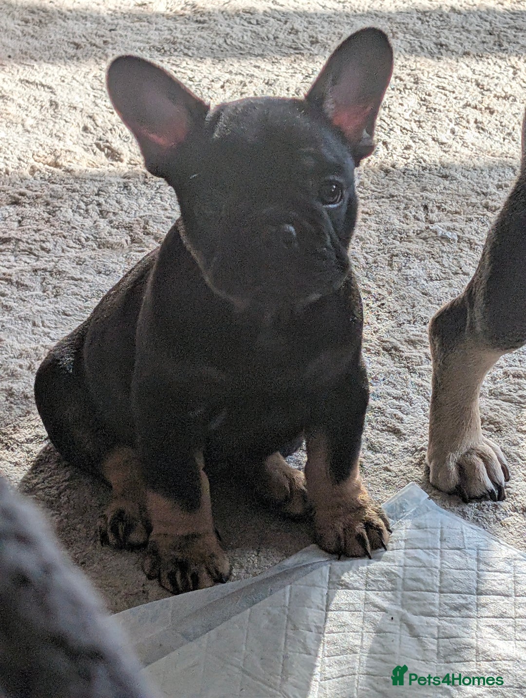 French Bulldog dogs for sale: Stunning Red fawn black & tan KC reg frenchie pups - Image 4