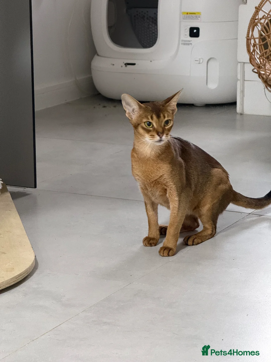 Abyssinian cats for sale: Abyssinian 🌸🩷 - Advert 2