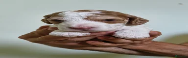 Cockapoo 1