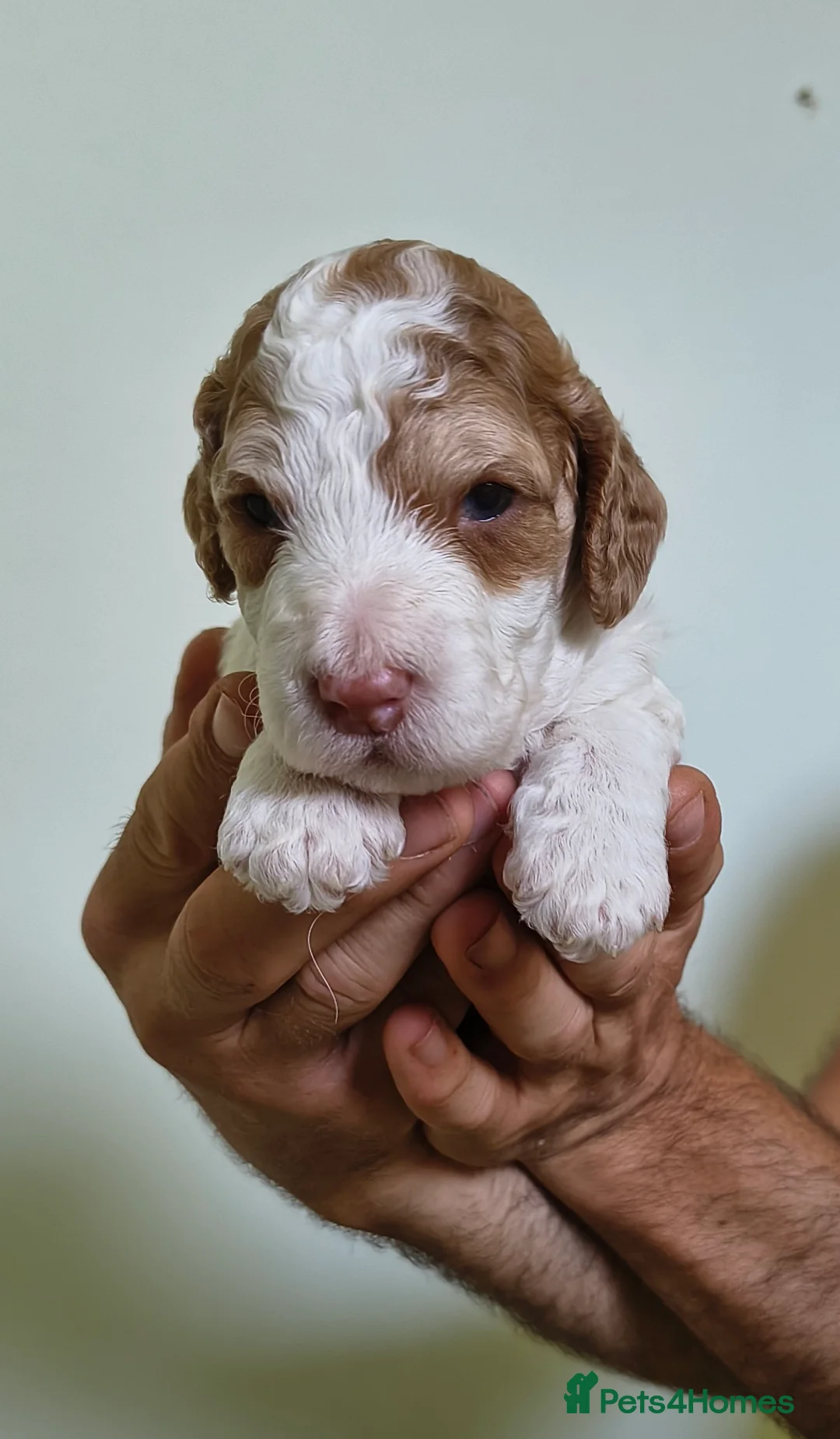 Cockapoo dogs for sale: Stunning F2 cockapoo puppies 3 weeks old - Advert 6
