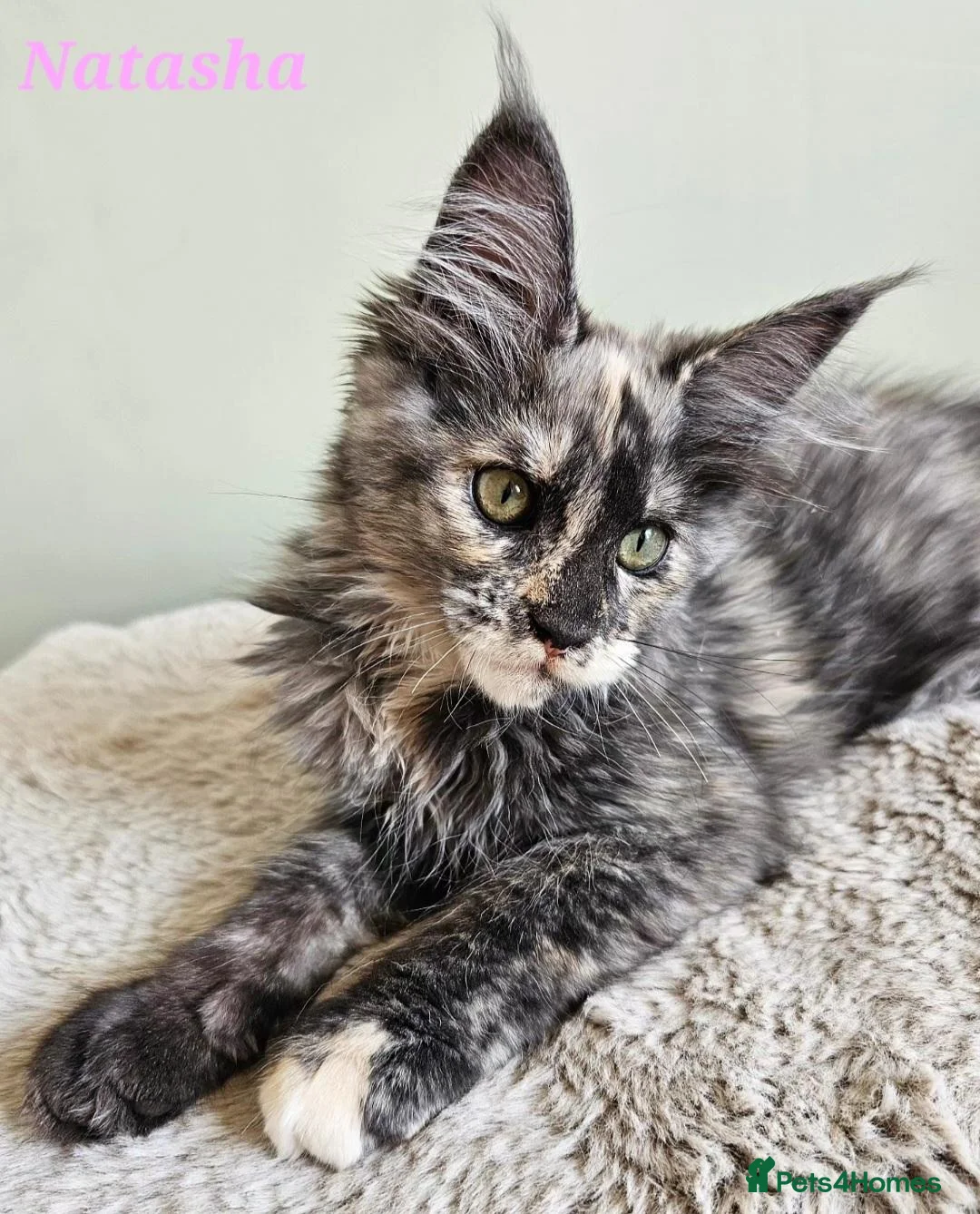 Maine Coon cats for sale: Beautiful Maine Maine Coon Girls ❤️ - Advert 2
