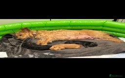 Jackapoo dogs for sale: 2x Male 1x female adorable Jackapoo Puppies! - Image 5