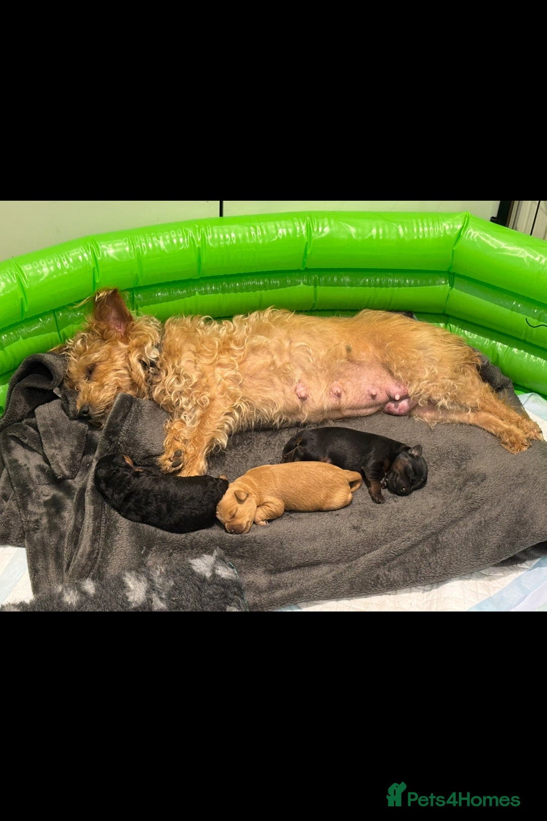 Jackapoo dogs for sale: 2x Male 1x female adorable Jackapoo Puppies! - Image 5