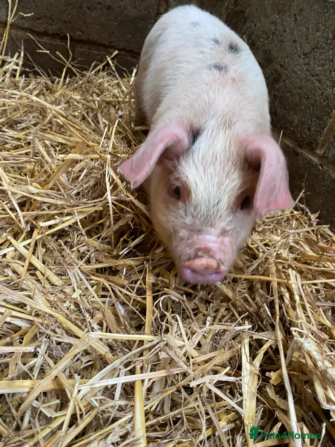 Pig livestock for sale: Gloucestershire Old Spot growing weaners  - Advert 6