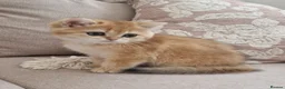 British Shorthair cats for sale: British Shorthair Golden Chinchilla Kittens - Advert 10