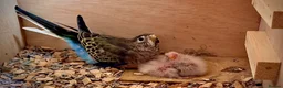Parakeets birds for sale: Hand reared Bourkes Parakeets  - Advert 1