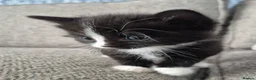 Mixed Breed cats for sale: beautiful little of kittens  - Advert 7