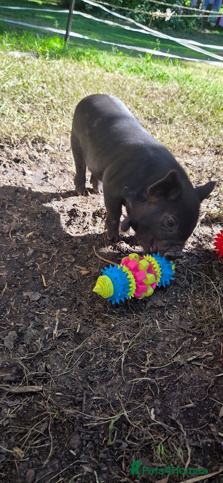 Pig livestock Stunning kune kune pet friendly little piglets - Advert 2