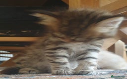 Siberian cats for sale: Pure gorgeous Siberian Kittens, Hypoallergenic - Image 17