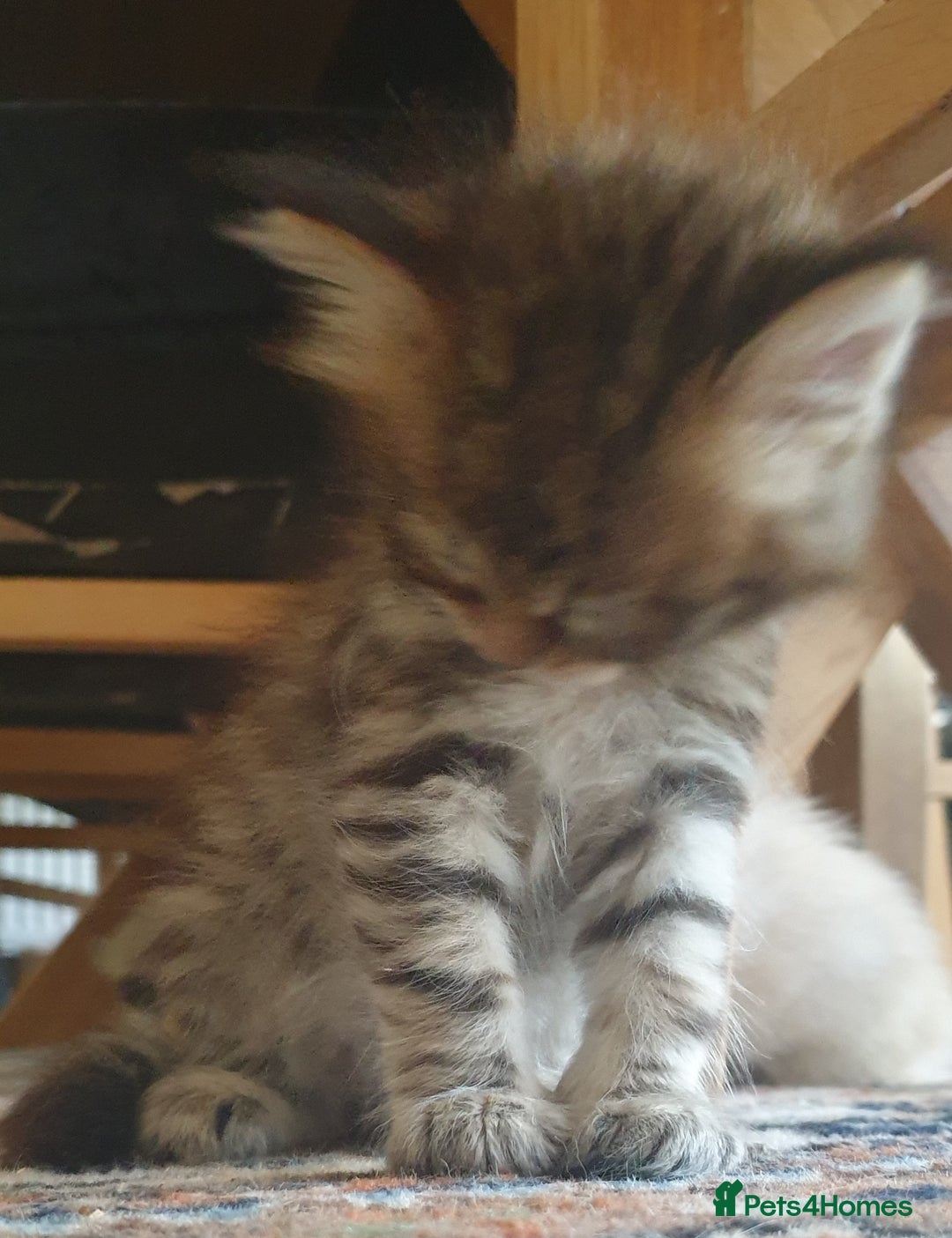 Siberian cats for sale: Pure gorgeous Siberian Kittens, Hypoallergenic - Image 17