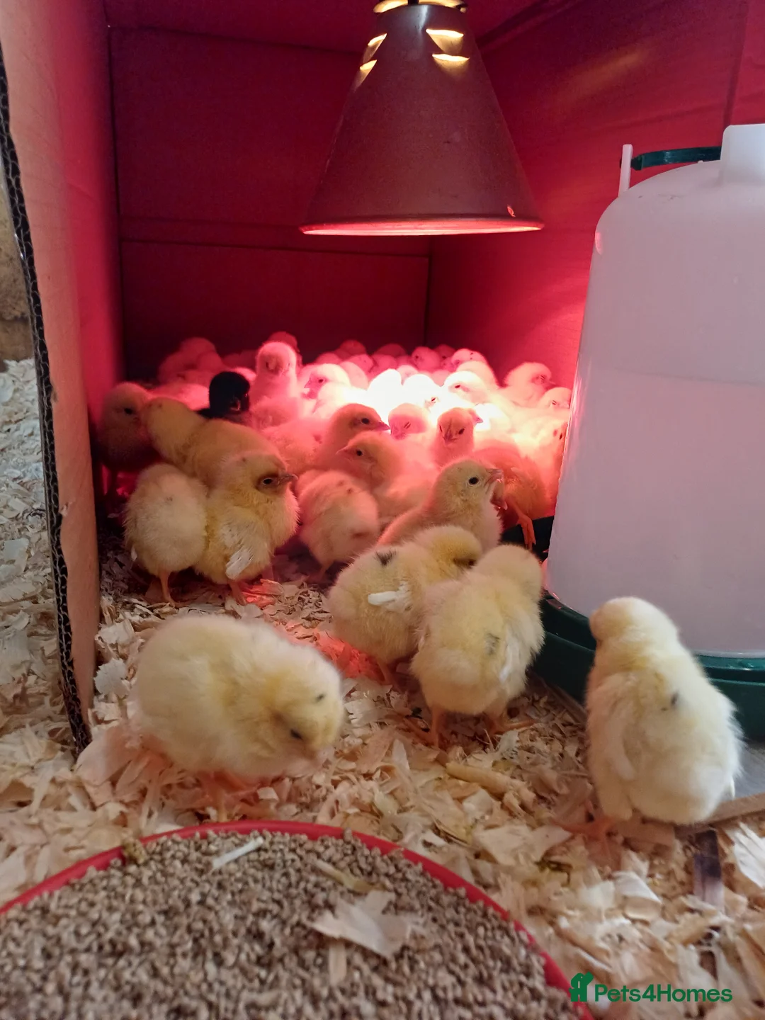 Chickens poultry for sale: Point of lay Chickens  - Advert 2