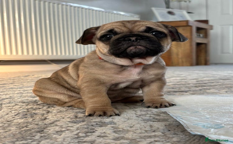 French Bulldog dogs - Advert 2