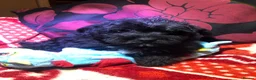 Mixed Breed dogs for sale: shihtzu/westie x toy poodle puppies for sale  - Advert 23