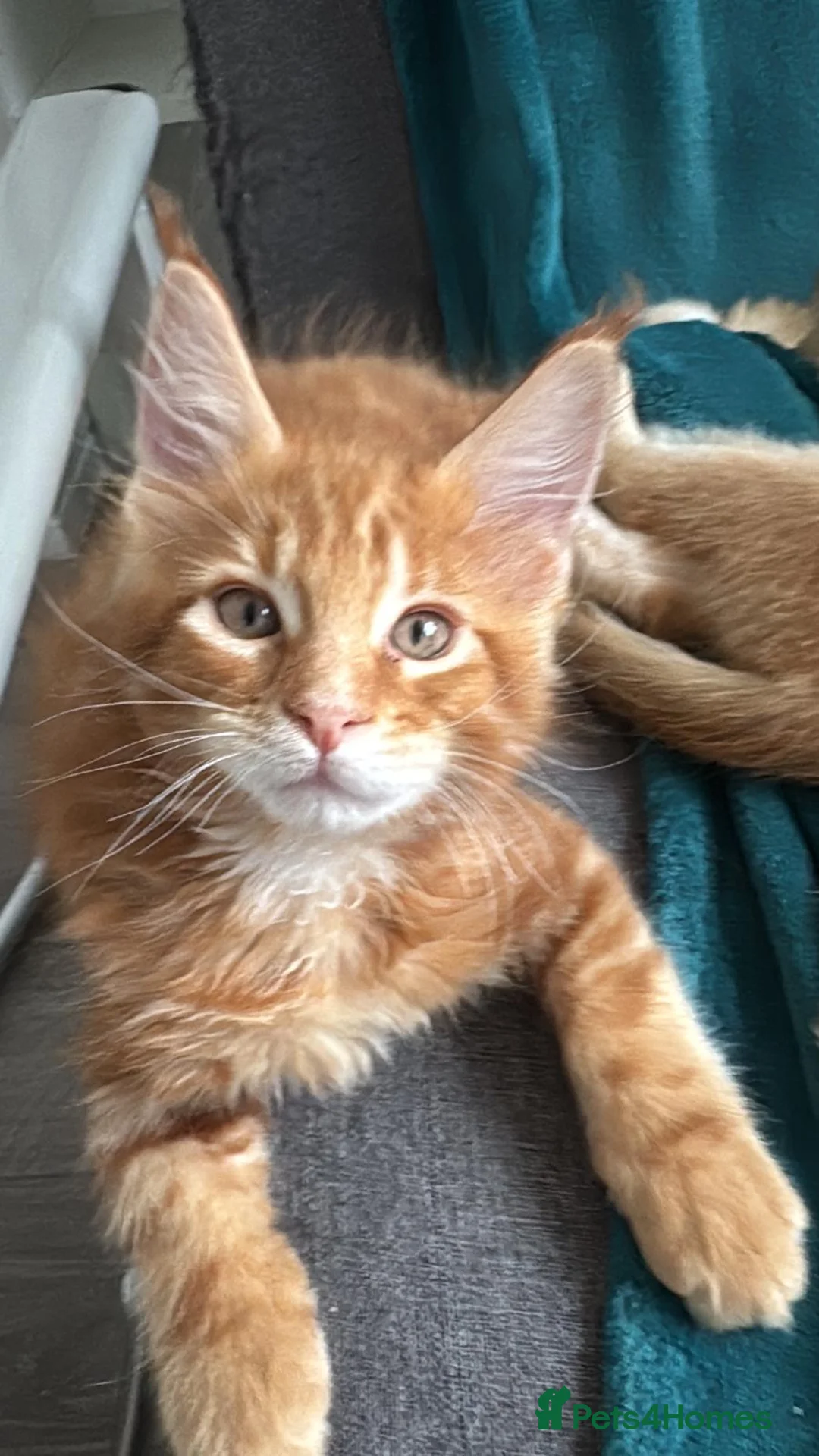 Maine Coon cats for sale: Pure breed XXL Maine Coon kittens  - Advert 1